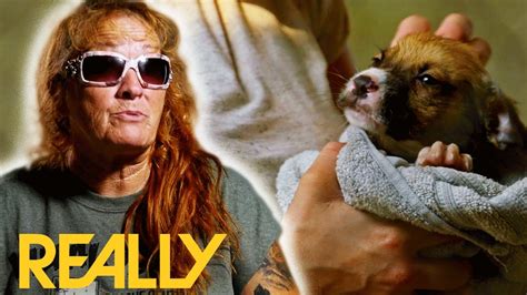 cartoonhd pit bulls and parolees|Chained Up And Abandoned Dogs & Puppies Rescued .